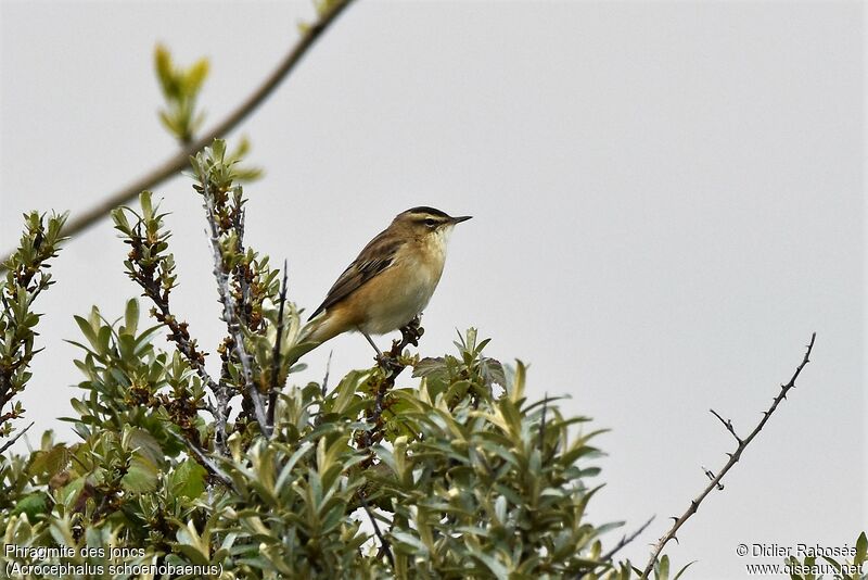 Sedge Warbler male adult