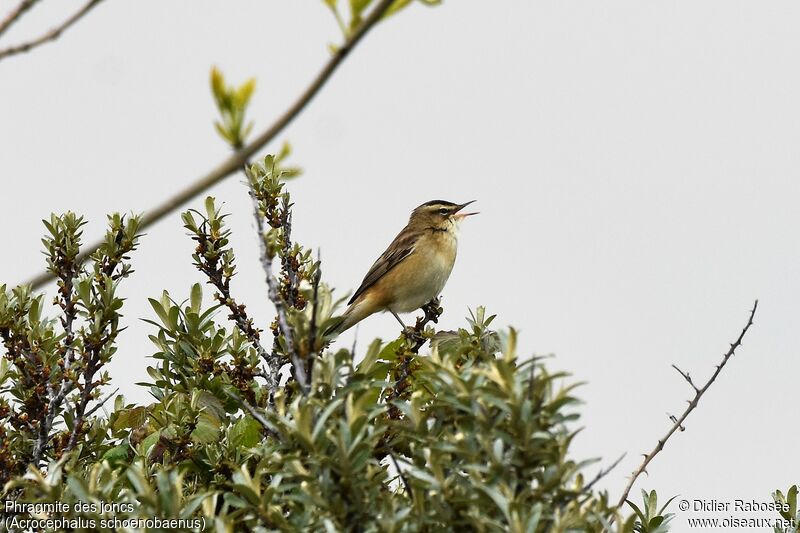 Sedge Warbler male adult breeding