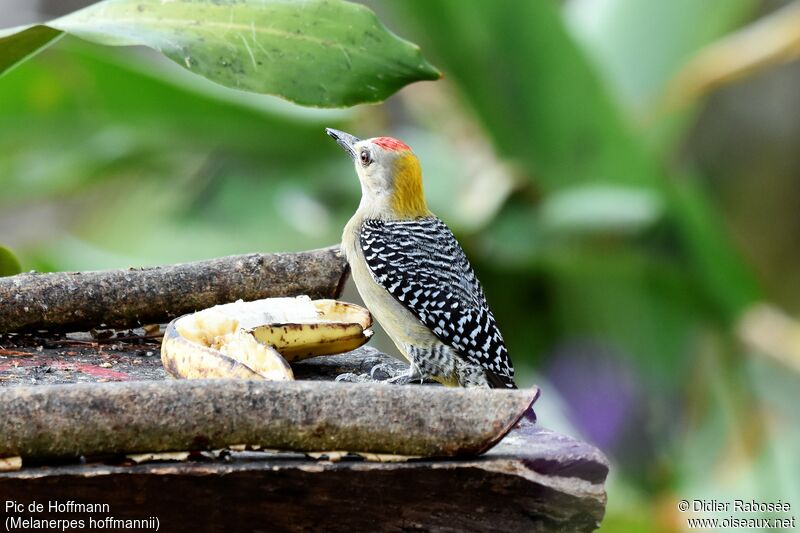 Hoffmann's Woodpecker male adult