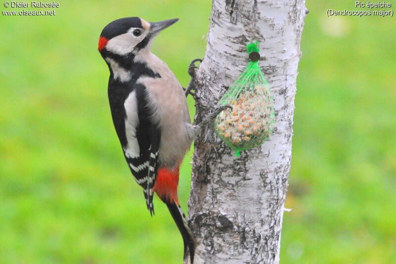 Great Spotted Woodpecker