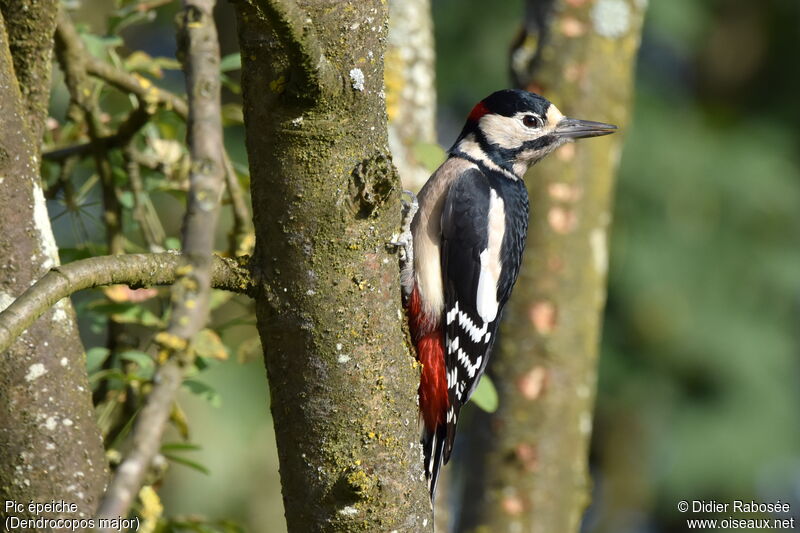 Great Spotted Woodpecker male