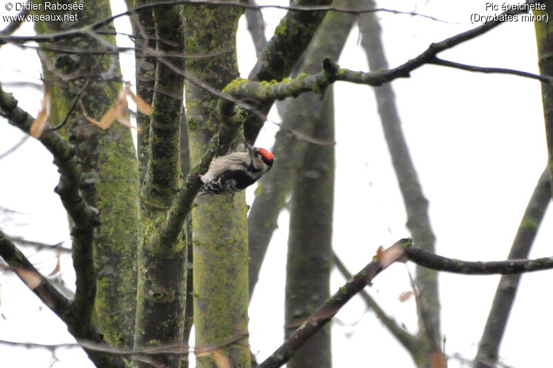 Lesser Spotted Woodpecker male