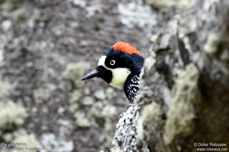 Acorn Woodpecker female