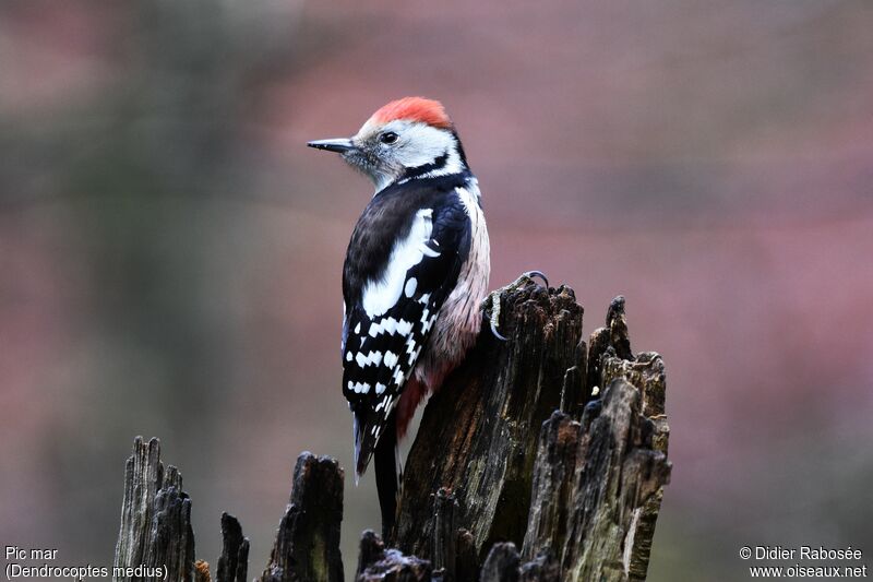 Middle Spotted Woodpeckeradult