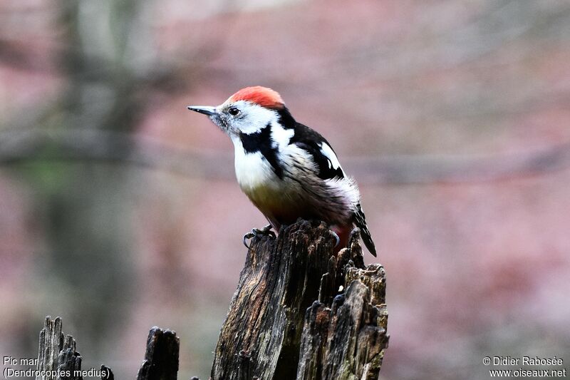 Middle Spotted Woodpeckeradult