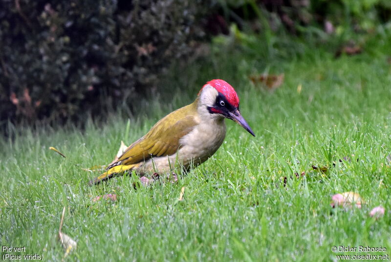 European Green Woodpecker male adult