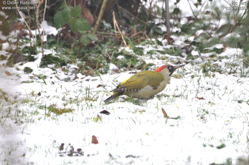 European Green Woodpecker female