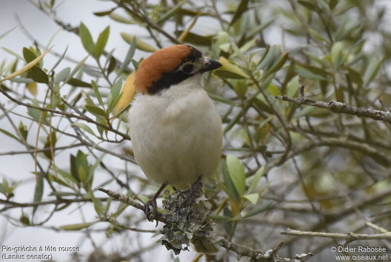 Woodchat Shrike