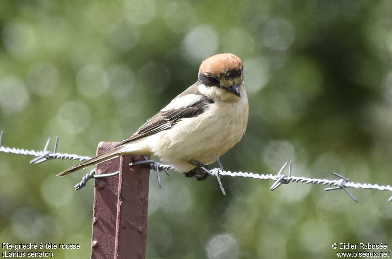 Woodchat Shrike