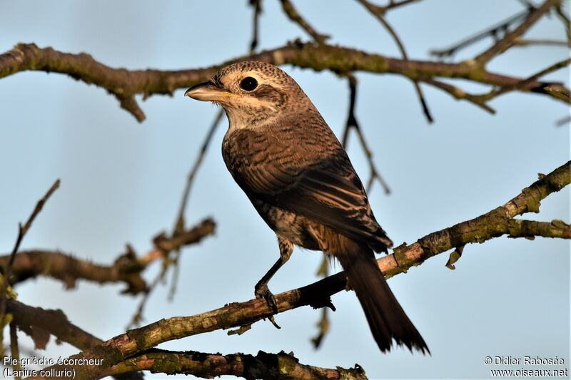 Red-backed Shrikeimmature