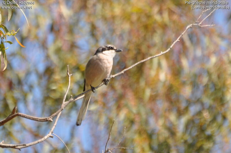 Iberian Grey Shrike