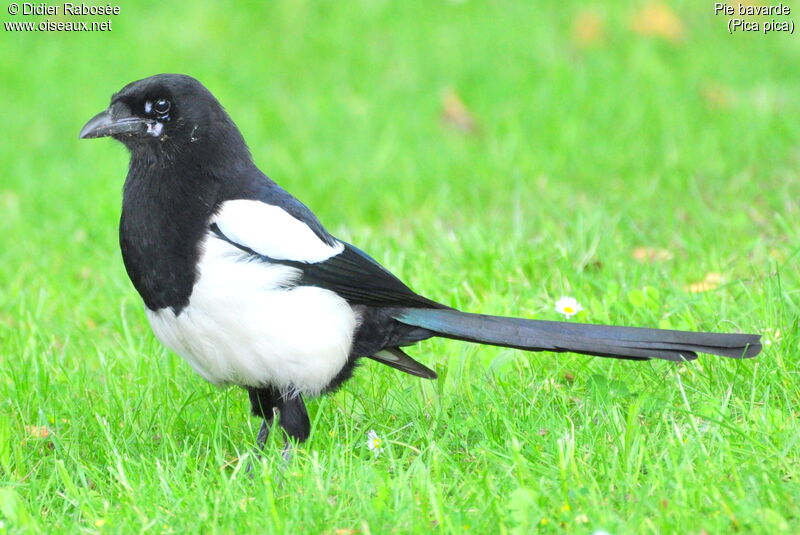 Eurasian Magpie