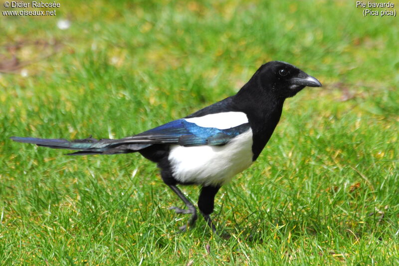 Eurasian Magpie