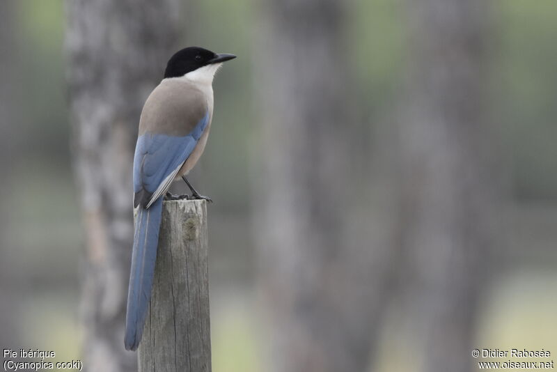 Iberian Magpie