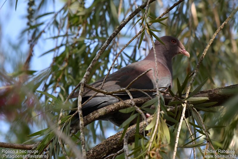 Pigeon à bec rouge