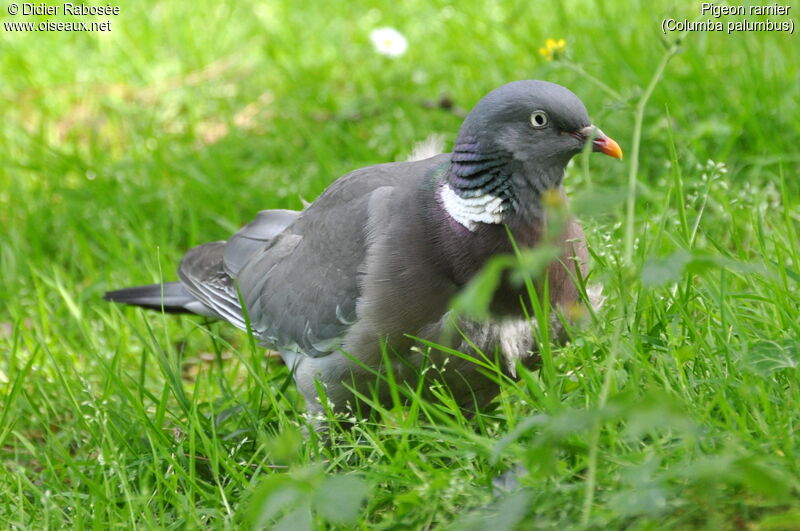 Common Wood Pigeon