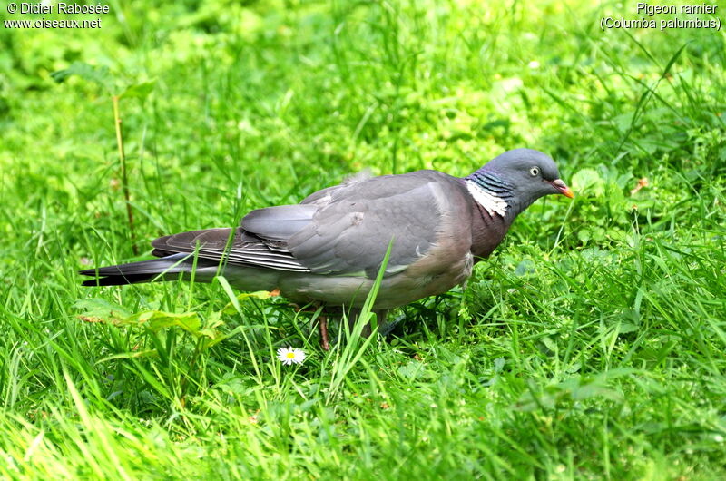 Common Wood Pigeon