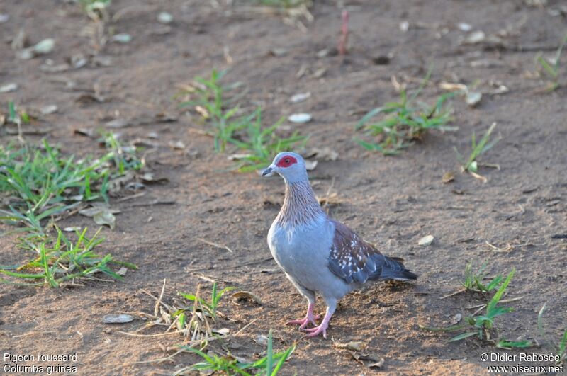 Speckled Pigeon