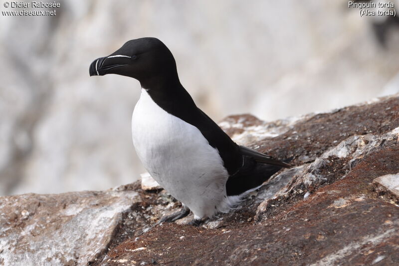 Pingouin tordaadulte