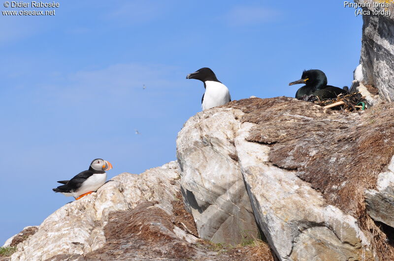 Razorbill