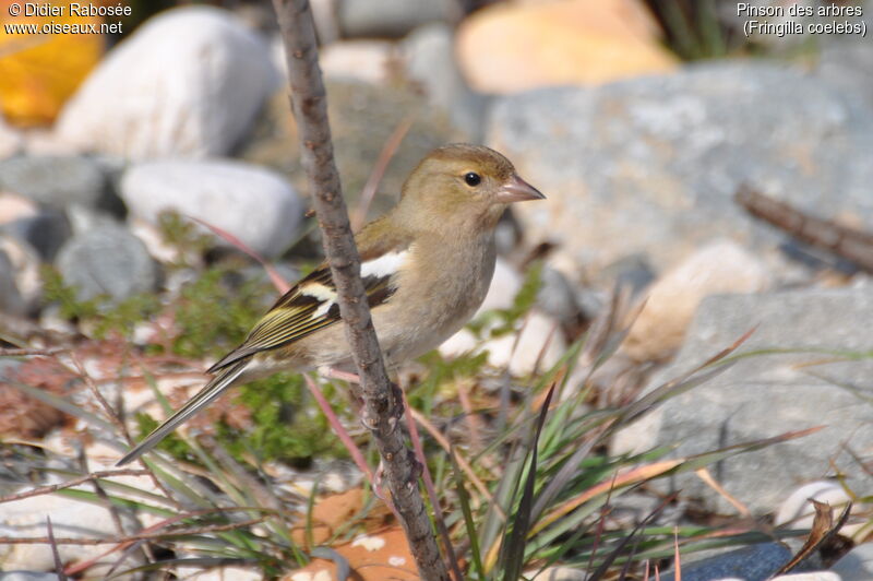 Pinson des arbres femelle