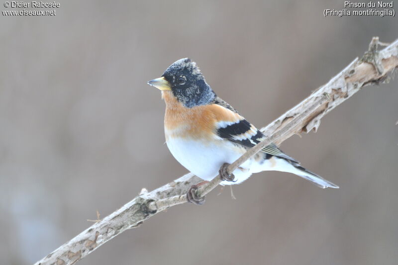 Brambling male