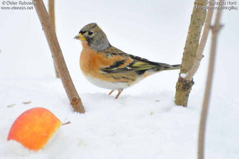 Brambling