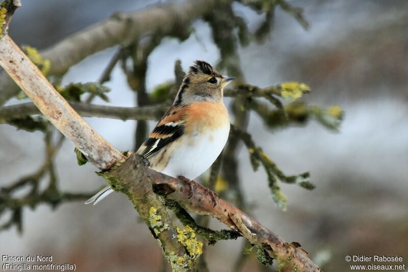 Brambling