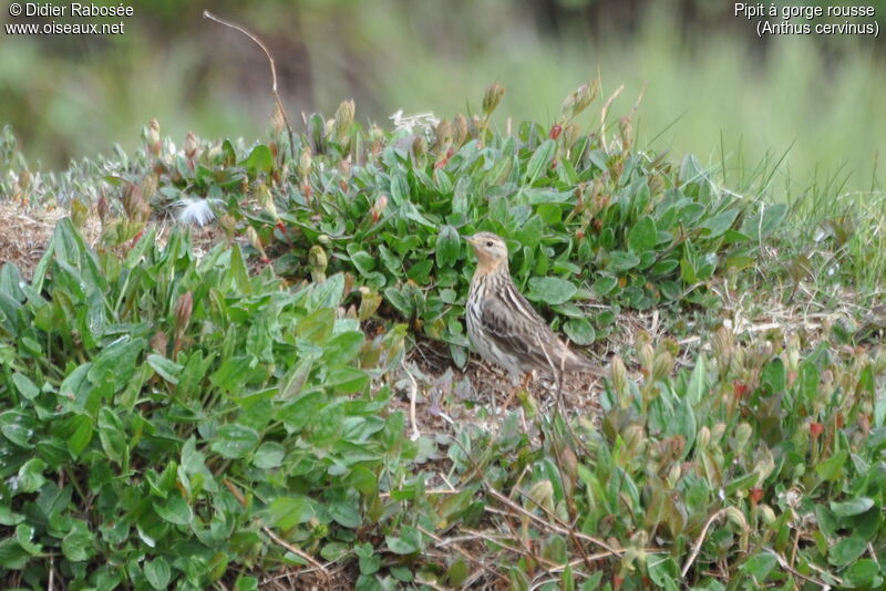 Red-throated Pipit