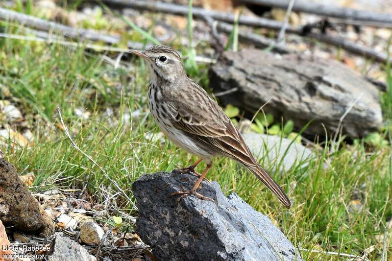 Pipit de Berthelotjuvénile, identification