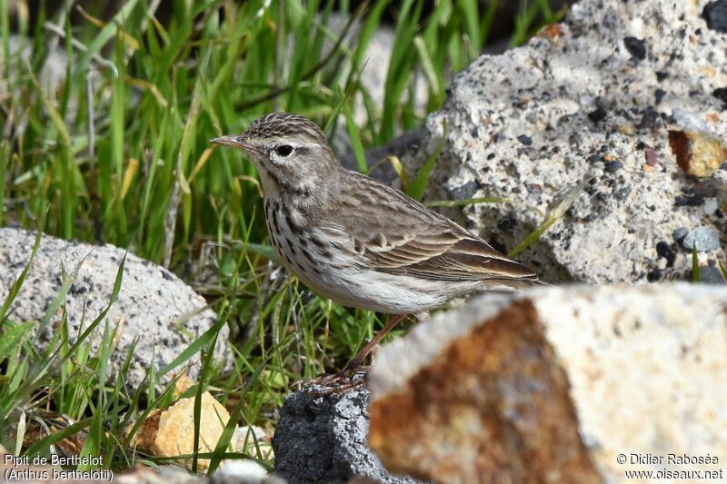 Pipit de Berthelotjuvénile