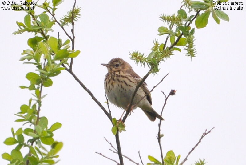 Pipit des arbres