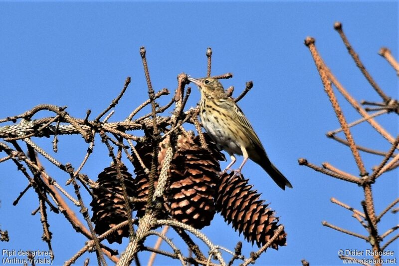 Tree Pipit, eats