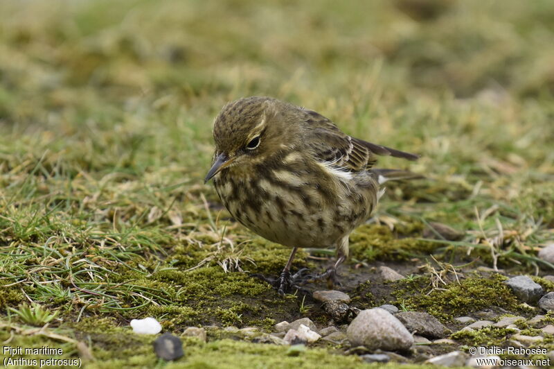 Pipit maritimeadulte