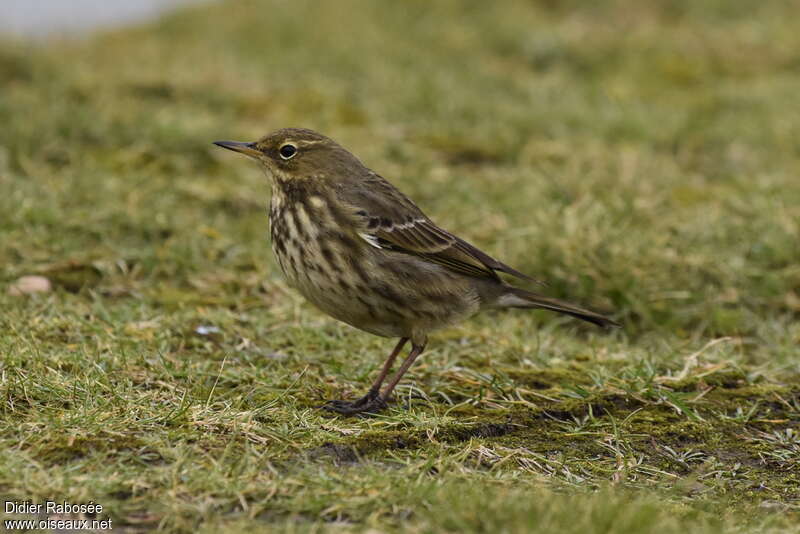 Pipit maritimeadulte internuptial, pigmentation