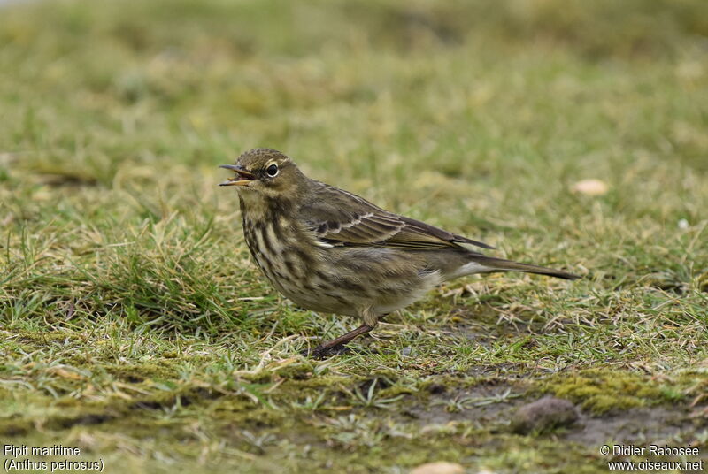 Pipit maritimeadulte