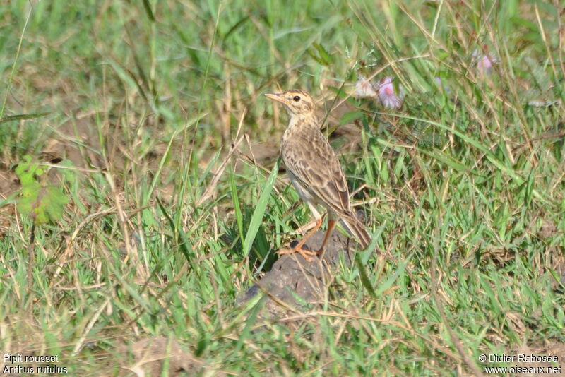 Paddyfield Pipit