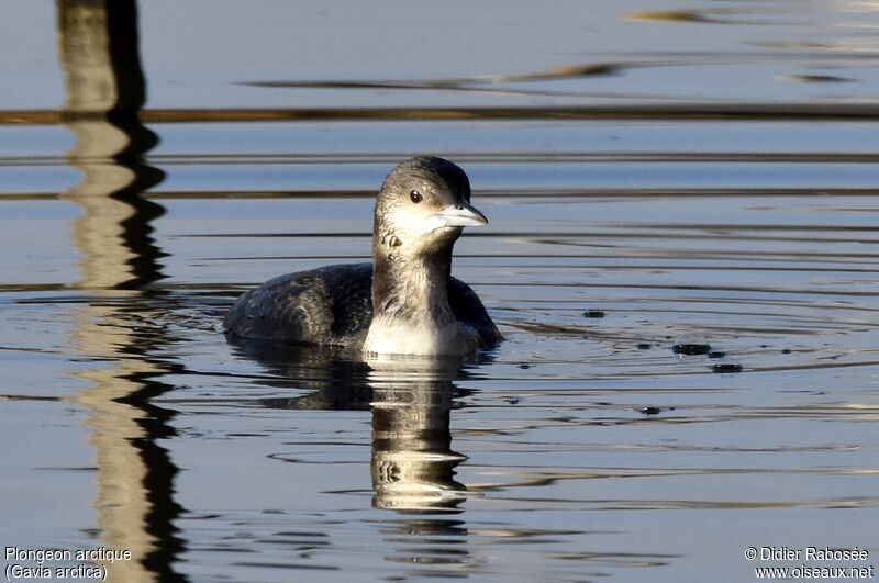 Plongeon arctique