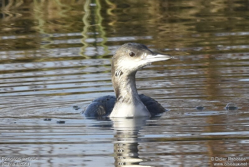 Black-throated LoonFirst year