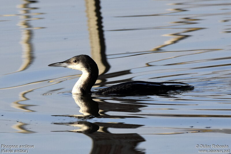 Plongeon arctique