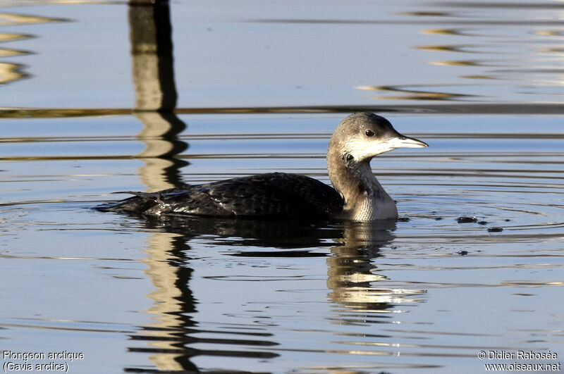 Plongeon arctique