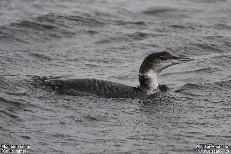 Common Loonadult, swimming