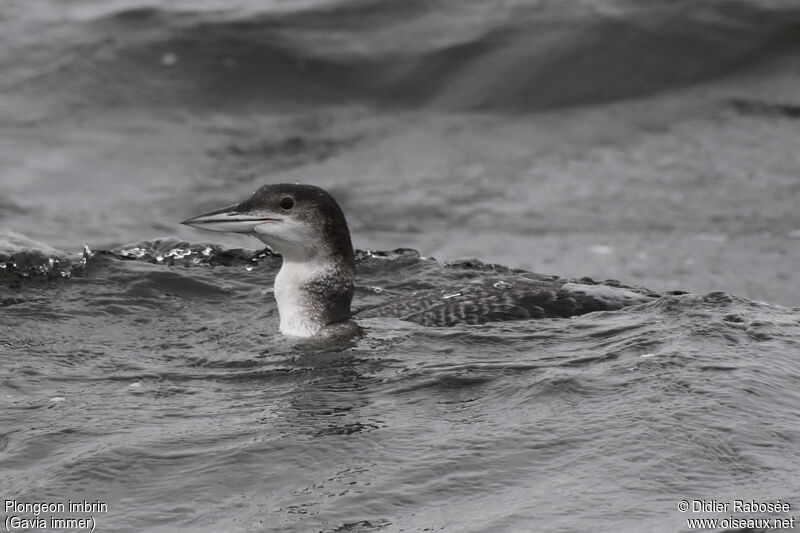 Plongeon imbrinadulte, nage, mange