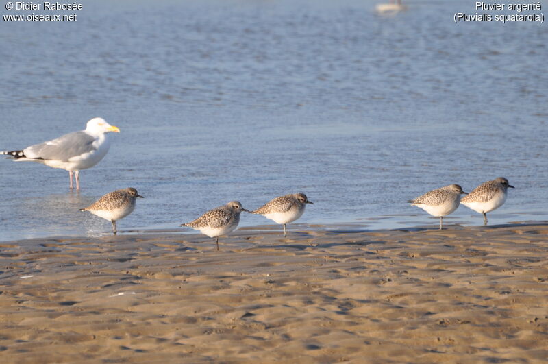 Grey Plover