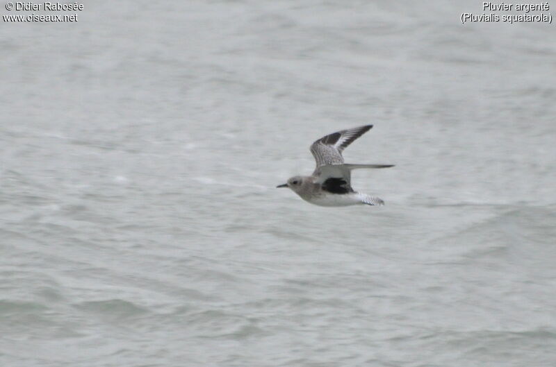 Grey Plover, Flight