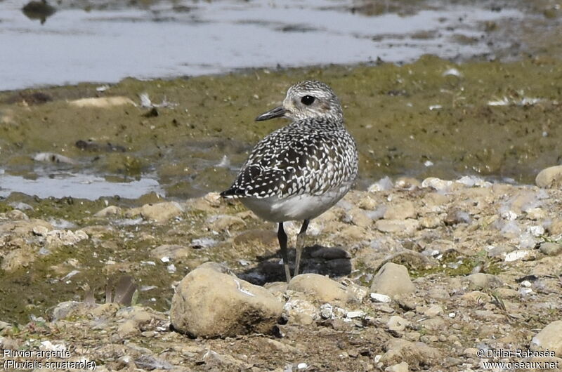 Grey Plover