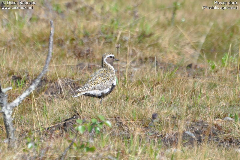 European Golden Plover