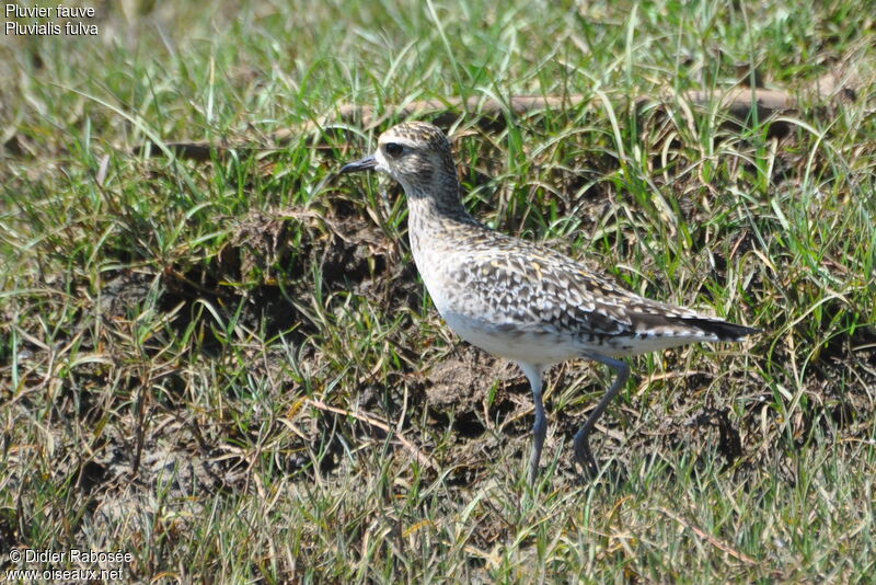 Pacific Golden Plover