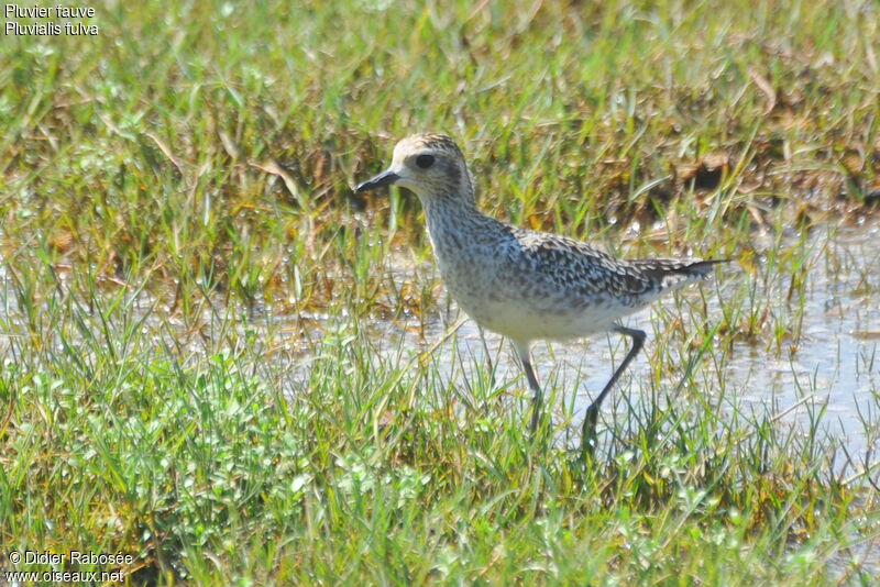 Pacific Golden Plover