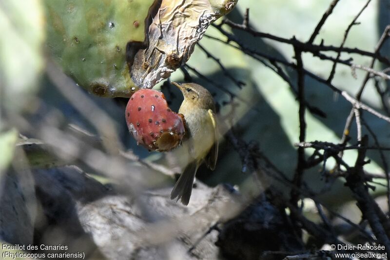 Canary Islands Chiffchaff, feeding habits